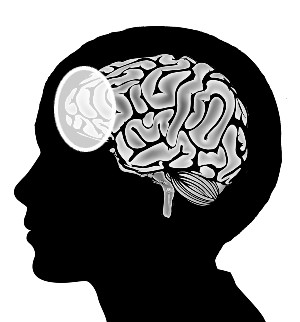 executive function is handled by the prefrontal cortex